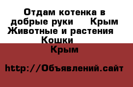 Отдам котенка в добрые руки.  - Крым Животные и растения » Кошки   . Крым